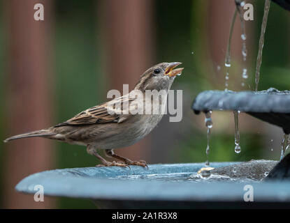 Drips Stock Photo