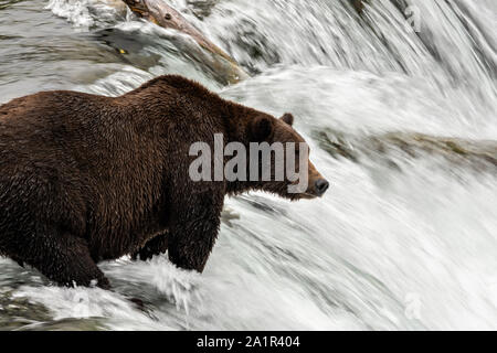 An adult Brown Bear known as 151 Walker, watches for spawning Sockeye Salmon at the lip of Brooks Falls in Katmai National Park and Preserve September 15, 2019 near King Salmon, Alaska. The park spans the worlds largest salmon run with nearly 62 million salmon migrating through the streams which feeds some of the largest bears in the world. Stock Photo