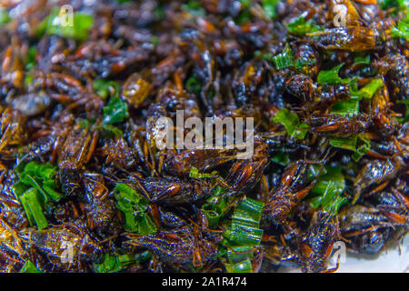 Fried insects on the streets of Chiangmai Road in Thailand  High resolution image gallery. Stock Photo