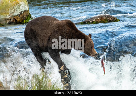 An adult female Brown Bear known as 151 Walker, catches a Sockeye Salmon at the lip of Brooks Falls in Katmai National Park and Preserve September 15, 2019 near King Salmon, Alaska. The park spans the worlds largest salmon run with nearly 62 million salmon migrating through the streams which feeds some of the largest bears in the world. Stock Photo