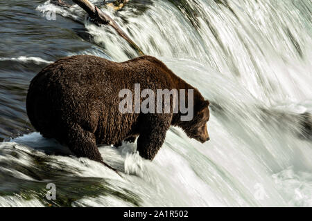 An adult female Brown Bear known as 151 Walker, searches for a Sockeye Salmon at the lip of Brooks Falls in Katmai National Park and Preserve September 15, 2019 near King Salmon, Alaska. The park spans the worlds largest salmon run with nearly 62 million salmon migrating through the streams which feeds some of the largest bears in the world. Stock Photo