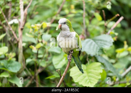 monk parakeet (Myiopsitta monachus) in nature Stock Photo