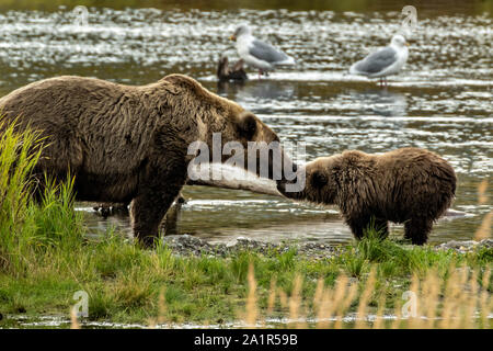 A sow Brown Bear shows affection with her cub at the lower Brooks River lagoon in Katmai National Park and Preserve September 16, 2019 near King Salmon, Alaska. The park spans the worlds largest salmon run with nearly 62 million salmon migrating through the streams which feeds some of the largest bears in the world. Stock Photo