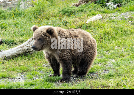 A Brown Bear cub standing on a spit of land along the lower Brooks River in Katmai National Park and Preserve September 16, 2019 near King Salmon, Alaska. The park spans the worlds largest salmon run with nearly 62 million salmon migrating through the streams which feeds some of the largest bears in the world. Stock Photo