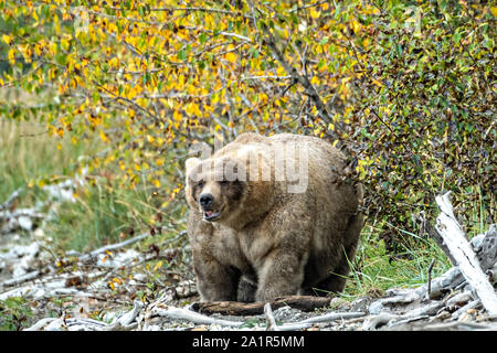 An extremely large female adult Brown Bear known as 435 Holly, walks out from the trees onto the beach near Brooks Camp at in Katmai National Park and Preserve September 16, 2019 near King Salmon, Alaska. The park spans the worlds largest salmon run with nearly 62 million salmon migrating through the streams which feeds some of the largest bears in the world. Stock Photo