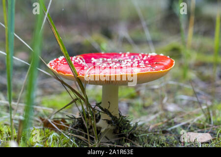 Red fly agaric growing in wood. Danger inedible toxic mushroom