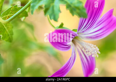 Purisima tree mallow flower, Malva assurgentiflora x purisima Stock Photo