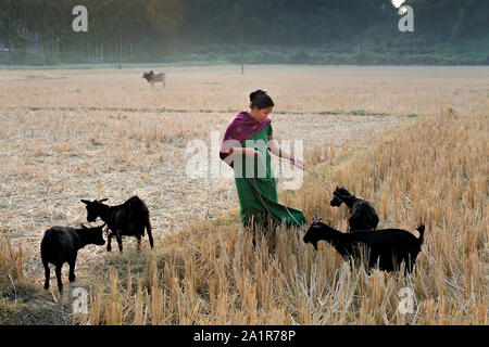 Woman raising her goats on a harvested paddy field in the village of Borakathal, Tripura State, Northeast India Stock Photo