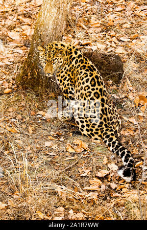 Amur leopard, Panthera pardus orientalis,  Primorsky Krai. Russia, Asia Stock Photo