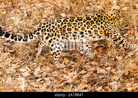 Amur leopard, Panthera pardus orientalis,  Primorsky Krai. Russia, Asia Stock Photo