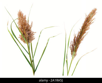 Reed stems, white background. Stock Photo