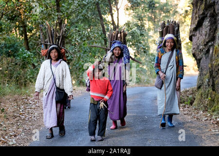 Wood collector of the Khasi ethnic group carrying firewood to their village in the Khasi Hills, Meghalaya State, India Stock Photo