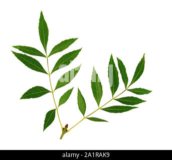 Double stems of ash leaves isolated on white background. Stock Photo