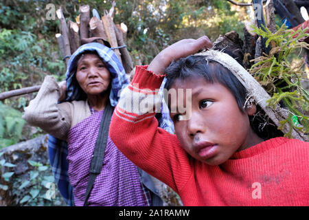 Wood collector of the Khasi ethnic group carrying firewood to their village in the Khasi Hills, Meghalaya State, India Stock Photo