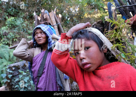 Wood collector of the Khasi ethnic group carrying firewood to their village in the Khasi Hills, Meghalaya State, India Stock Photo