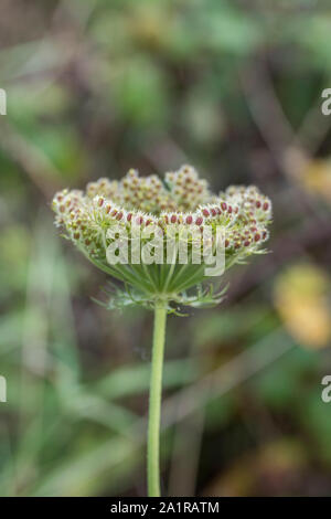 Seed head of Wild Carrot / Daucus carota in coastal hedgerow (mid Cornwall). The drawn up cluster of seeds is sometimes called a 'Bird's Nest'. Stock Photo