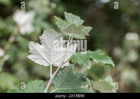 Green-white foliage / leaves of White Poplar tree / Populus alba - species favouring moist ground. Parts once used as medicinal plant for herbal cures Stock Photo