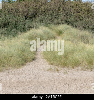 Sandy beach track leading into a sand dune system in sunshine. Metaphor On the Right Track, career path, coastal trail, path leading nowhere. Stock Photo