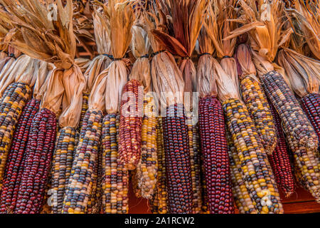 Hanging on a line bunch together are colorful indian corn ears and husk for autumn decoration closeup Stock Photo