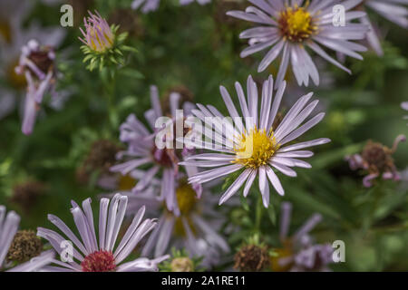 Clump of Michaelmas Daisy / Aster novi-belgii or possibly Aster novae-angliae flowers [the species favour damp ground habitats]. See NOTES. Stock Photo