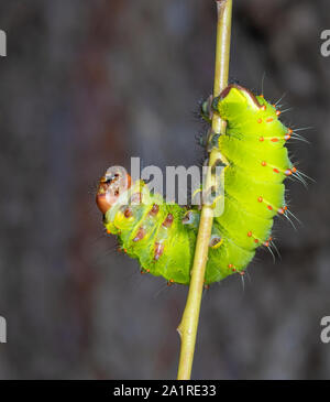 Luna moth (Actias luna) caterpillar turning around on a willow stick, Iowa, USA. Stock Photo