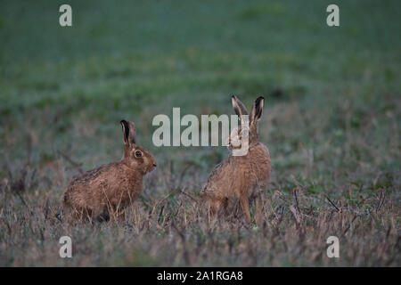 Pair of European Brown Hares- Lepus europaeus. Spring Stock Photo
