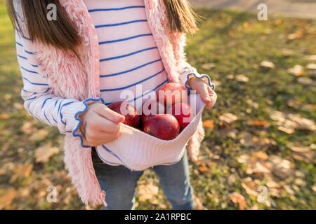 Close-up of red apples in hands of girl, harvesting background sunny autumn garden leaf fall Stock Photo
