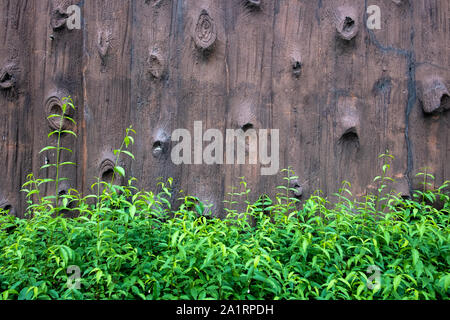 wooden wall and green plant Stock Photo