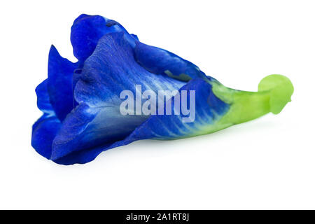 Butterfly pea, Blue pea isolated on white background with clipping path. Stock Photo