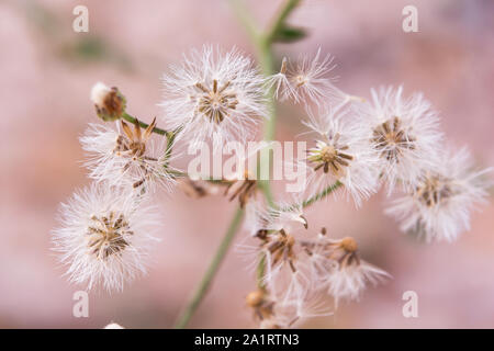 Close up white little ironweed, vernonia cinerea flower Stock Photo