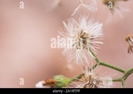 Close up white little ironweed, vernonia cinerea flower Stock Photo