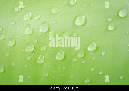Water drops on banana leaf backgroung Stock Photo