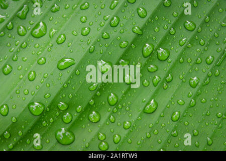 Water drops on banana leaf backgroung Stock Photo