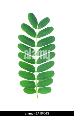 Tamarind leaf isolated on white background with clipping path Stock Photo