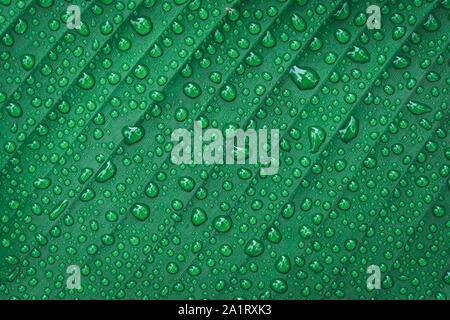 Water drops on banana leaf background Stock Photo
