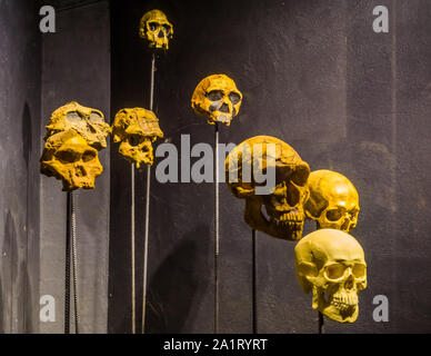 primate and human skulls on stakes, creepy halloween background Stock Photo