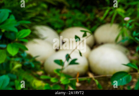 blurred easter and nature background, big white elephant bird eggs laying in the forest Stock Photo