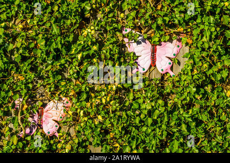 palisade overgrown with green ivy and decorated with pink butterflies, Garden background Stock Photo