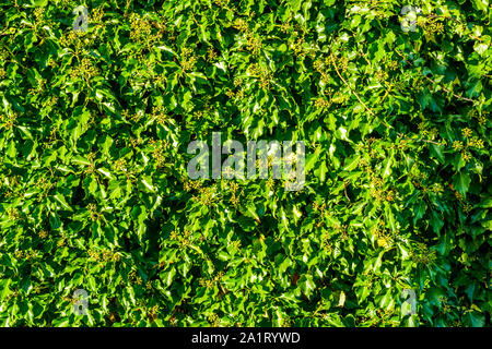 closeup of many ivy vines with green leaves and unripe berries, nature background Stock Photo