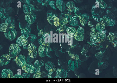 Green leaves pattern background. Kitchen Mint or Marsh Mint herbs Natural for background and wallpaper Stock Photo
