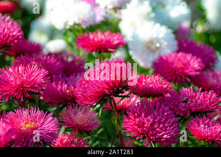 Purple and white Daisies Aster in early Autumn. Stock Photo
