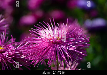 Purple Daisies Aster close up in early Autumn. Stock Photo