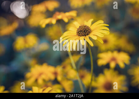 Bunch of Beautiful Yellow Flowers in the Garden. Rudbeckia hirta yellow flower with black brown centre in bloom. Black eyed susan in the garden. Stock Photo