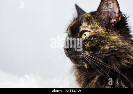Profile of young tortoiseshell female cat on light background Stock Photo