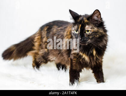 Tortoiseshell cat female standing on white fake fur on light background Stock Photo