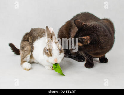 Dwarf rabbit eating green leaf with black cat on white background Stock Photo