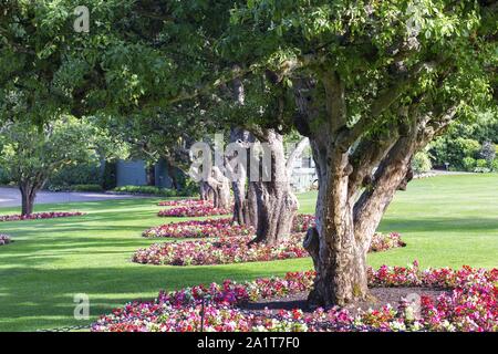 Uniform Row of Oak Trees with Green Grass and Red flowers in World Famous Butchart Gardens Nature Park, Victoria BC Canada Stock Photo