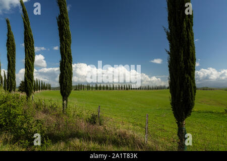 Row of Cypress Trees in a Tuscan landscape in Italy. Cloudy day. Stock Photo