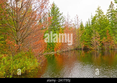 Fall Colors on Jenny Lake Flooded by a Beaver Dam in the Boundary Waters in Minnesota Stock Photo