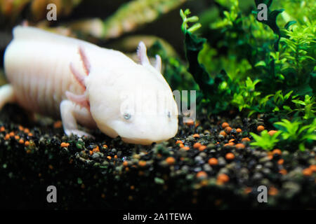 Axolotl lying on the small rocks. Sea and ocean life backdrop with algae. Underwater amphibian inhabitant. Diving or oceanarium or aquarium picture Stock Photo